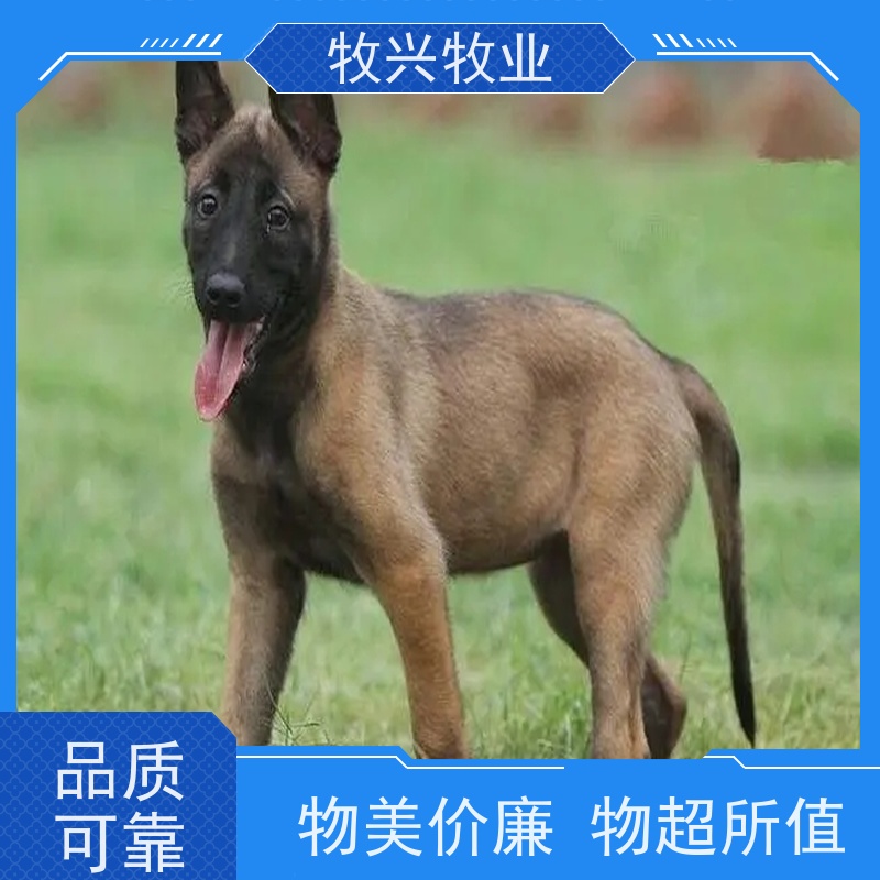 淮安批发金毛犬马犬 