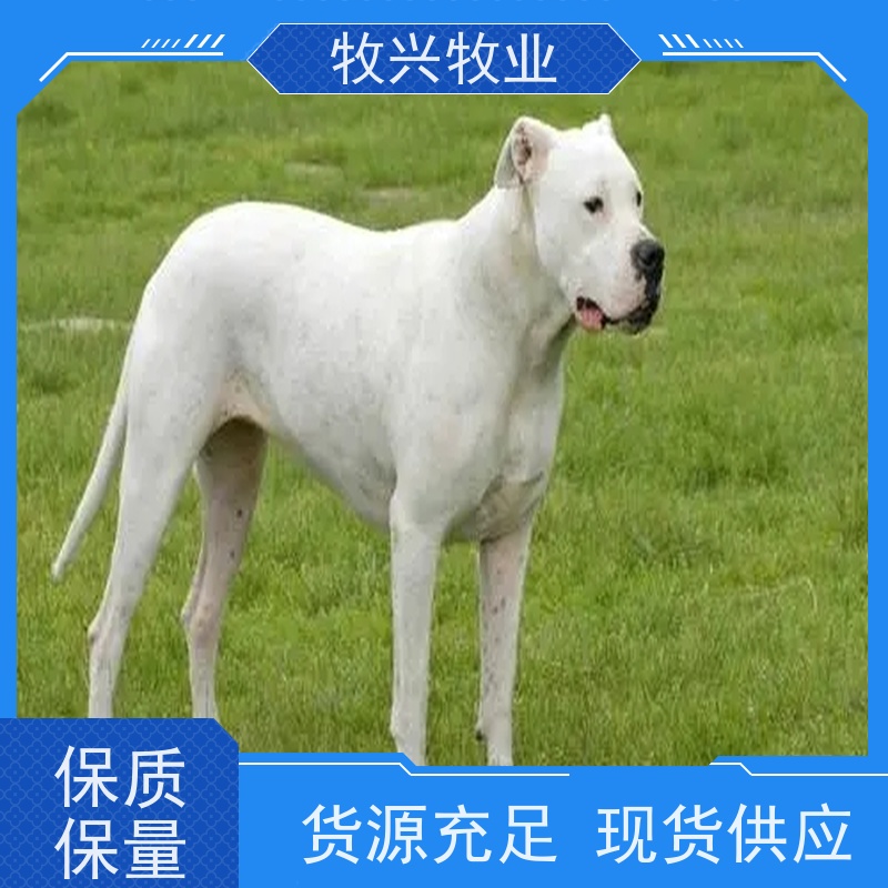 余姚纯种金毛犬批发