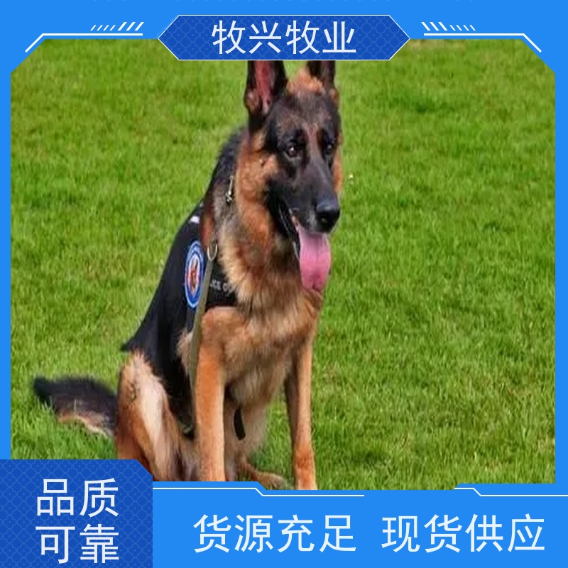 西安出售博美犬金毛犬拉布拉多犬