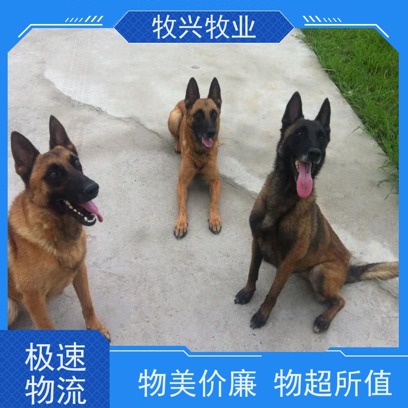 云南博美犬一对出售