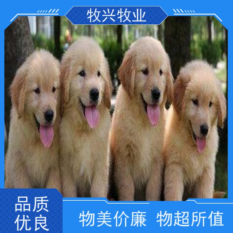 广元马犬一批马犬 
