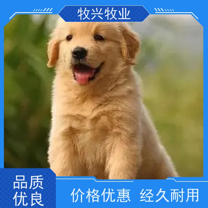 乐山宠物狗一只批发 