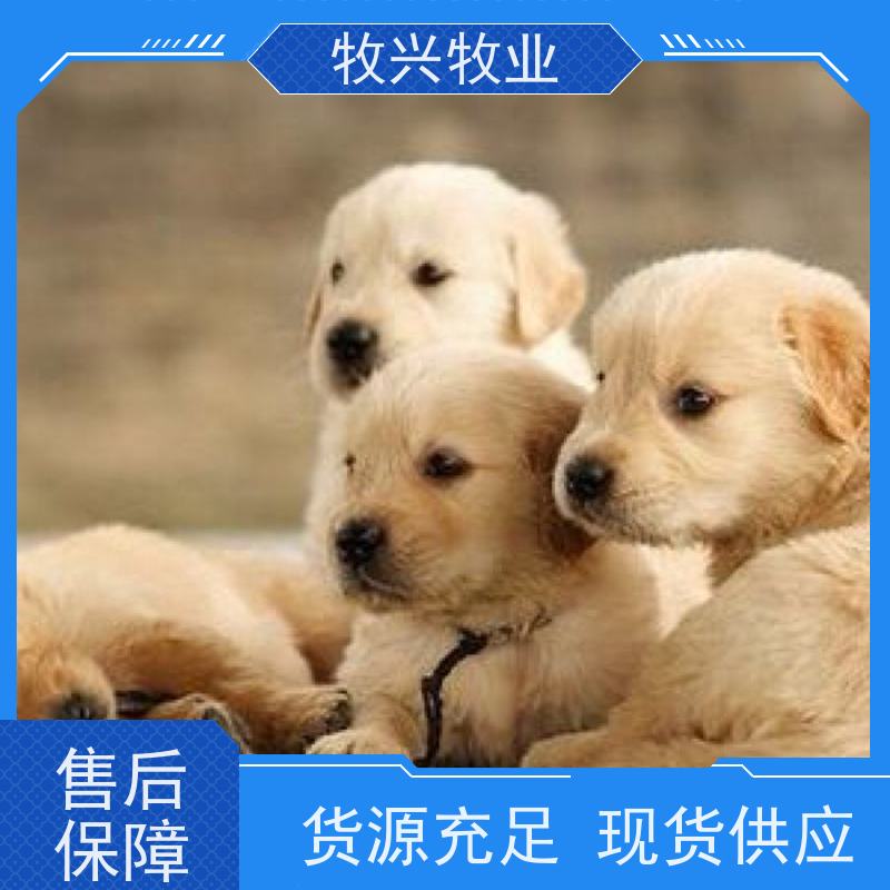 宁德金毛犬德牧犬出售
