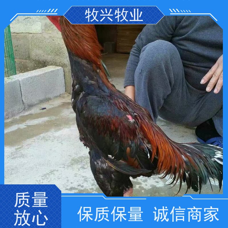安徽斗鸡比赛斗鸡