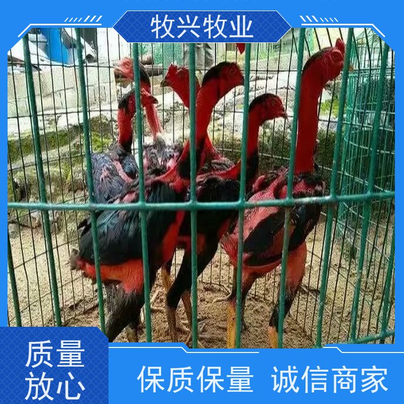 焦作市批发斗鸡大小