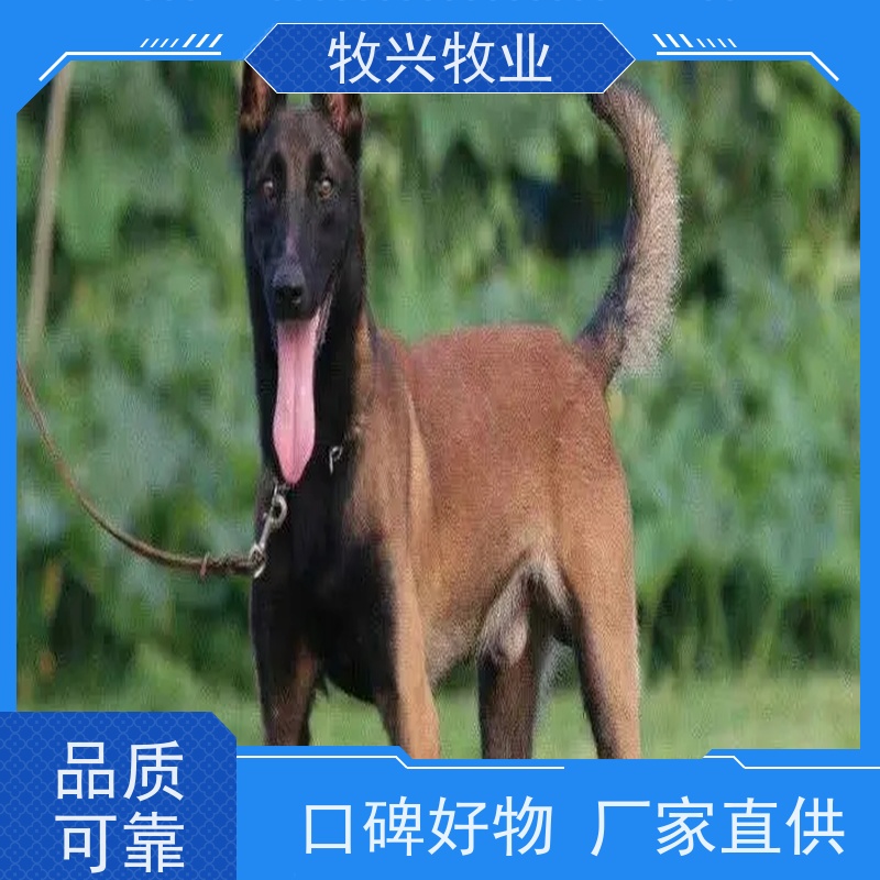  三亚马犬出售纯种 