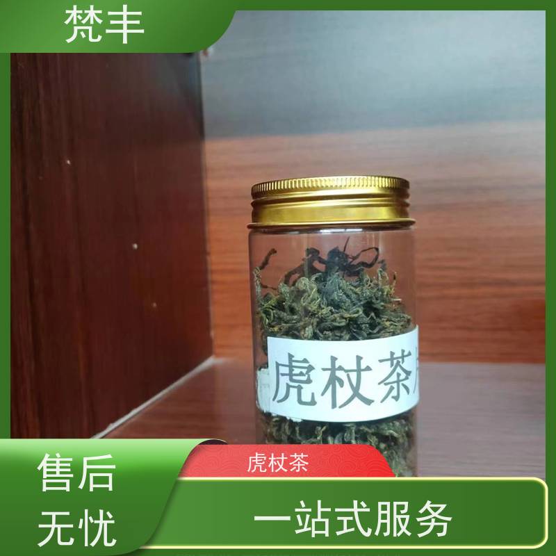 梵丰 虎杖用途 中药材苗容易种活 库存充足 厂家供应