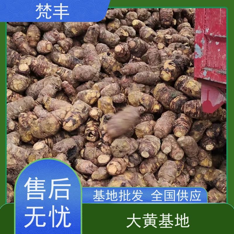 梵丰 大黄种植技术 成活率高 品质好 库存充足 切片加工
