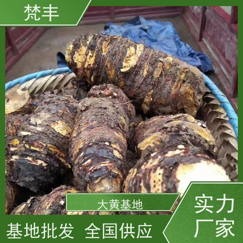 梵丰 大黄用途 中药材苗容易种活 库存充足 切片加工