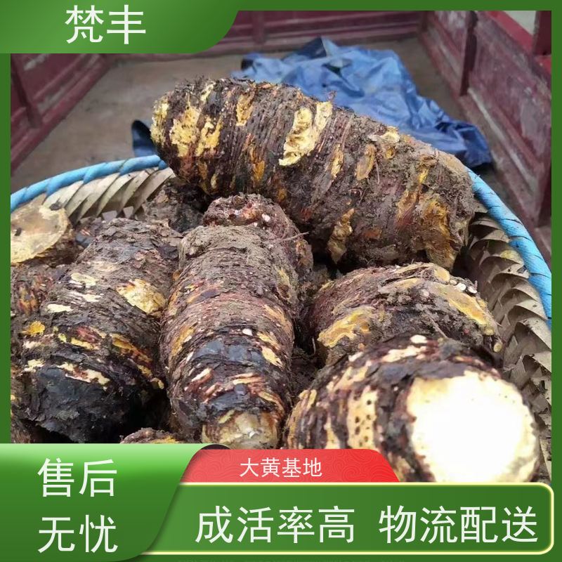 梵丰 大黄驯化技术 手选大片原材料 欢迎来电洽谈
