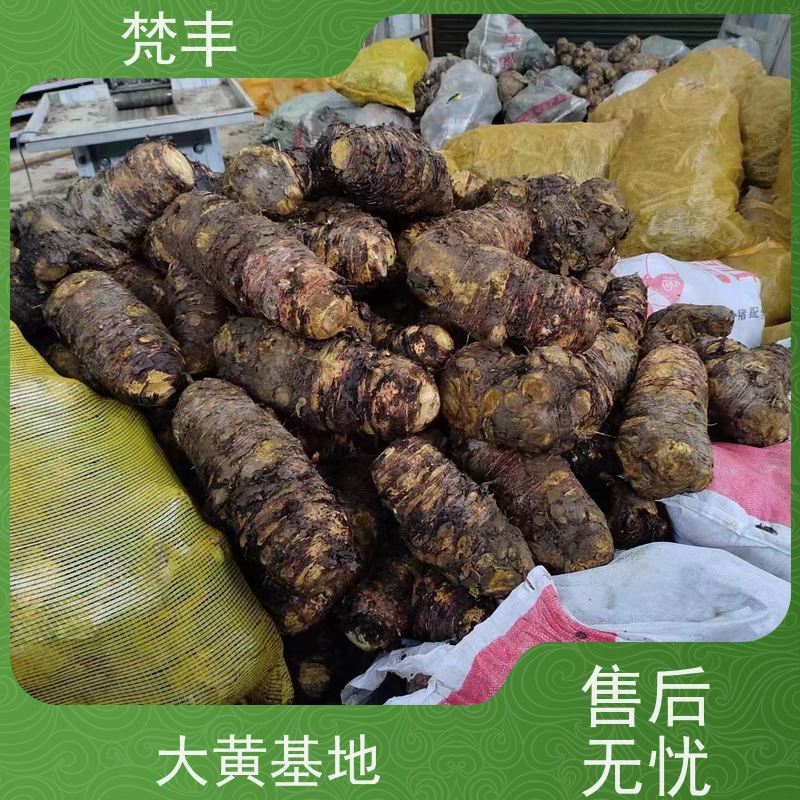 梵丰 大黄鲜货 原产地 种植基地 库存充足 厂家供应