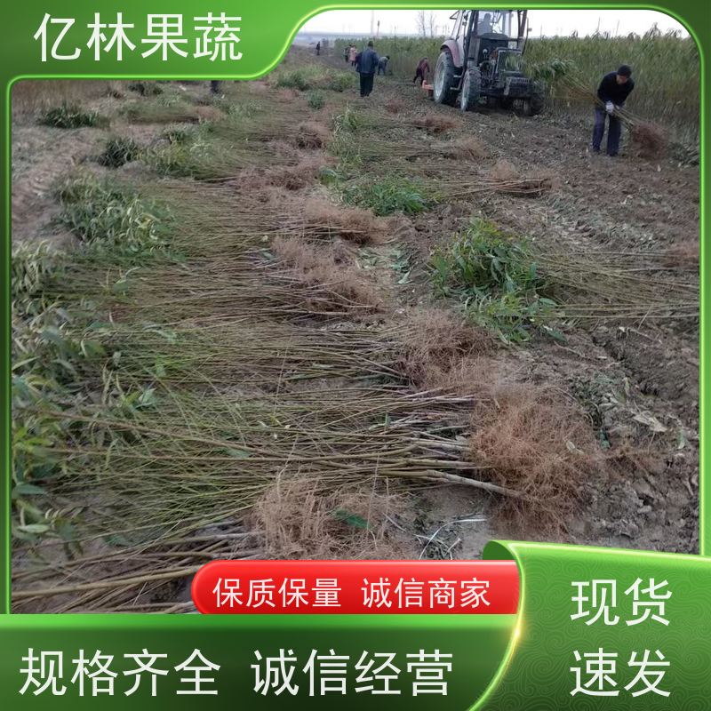 基地培育 秋彤桃 南北方种植 桃树果树苗 根系饱满成活率高