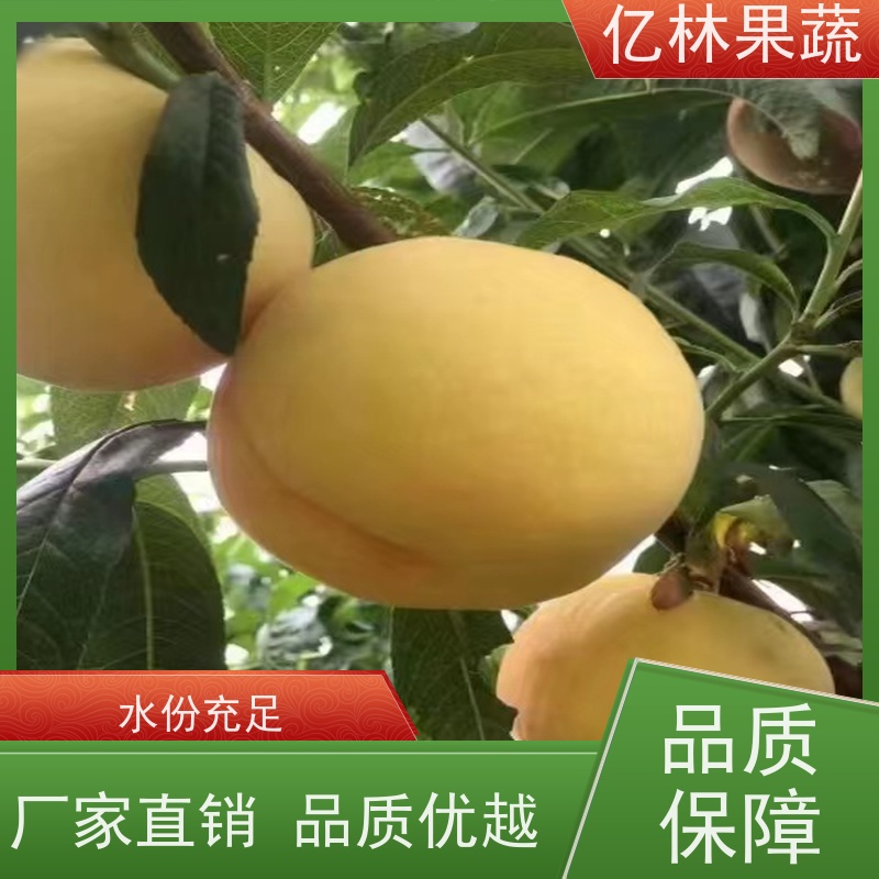 亿林苗木 桃树苗 现挖现发新鲜 粗两公分 成活率高