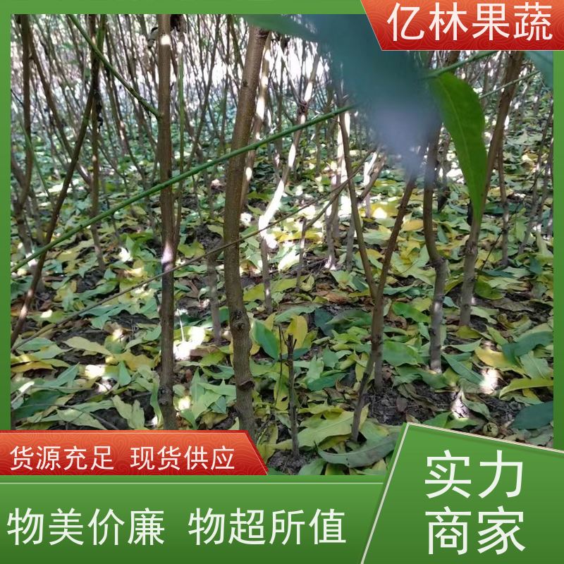基地供应 油桃苗 园林绿化果树苗 抗寒能力强 根系饱满成活率高