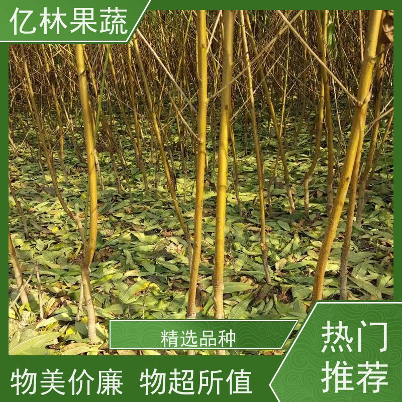 亿林苗木 黄桃苗 三公分现挖现发 品种齐全 根系饱满成活率高