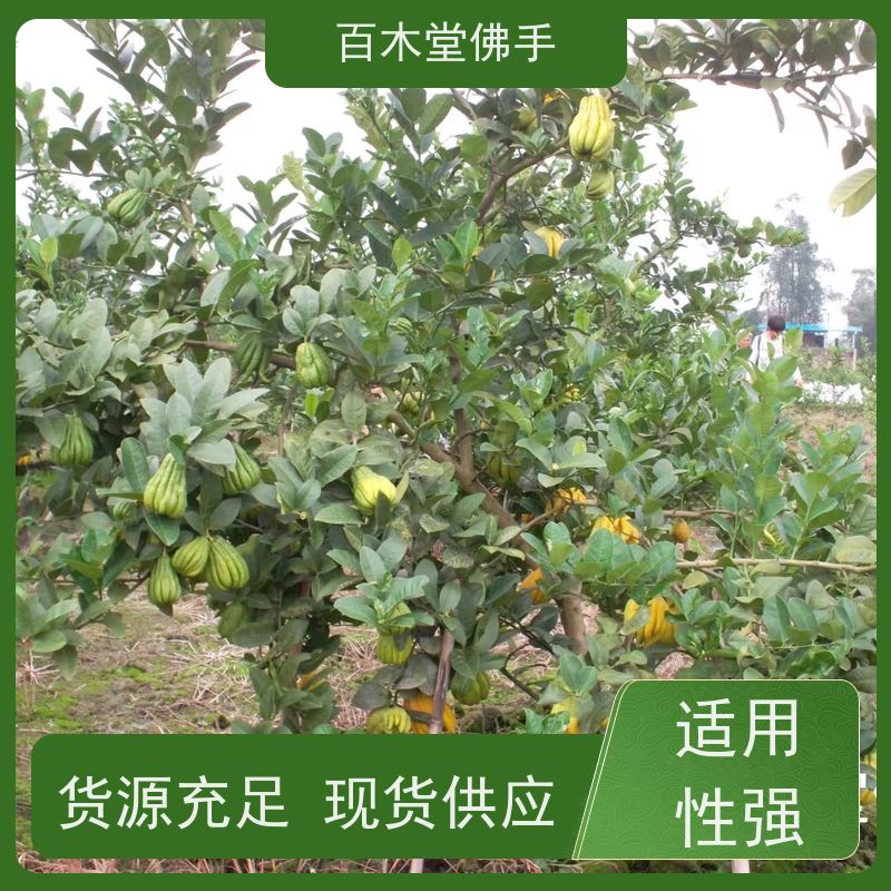 百木堂 万 州佛手 枝叶紧密 美丽多姿 用于室内外盆景
