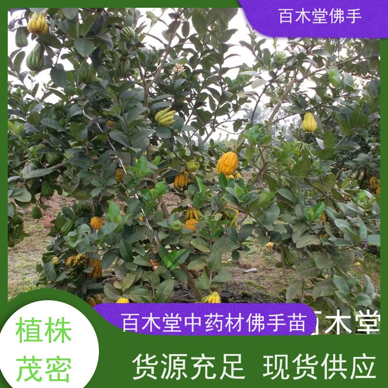 百木堂 金佛手苗 产量高 用途广泛 用于庭院装饰