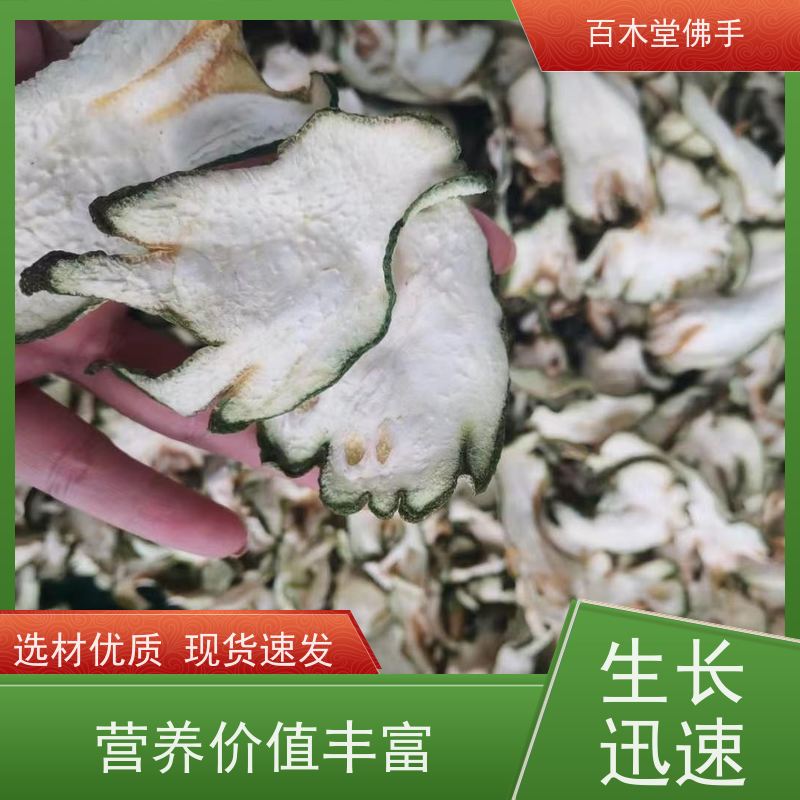 百木堂 金 佛手 高成活率 较耐干旱 种苗基地直供