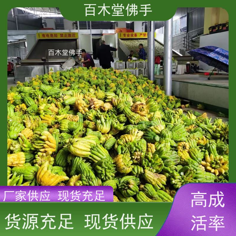 百木堂 重庆佛手 树形丰富 成活率高 中药材种植基地 
