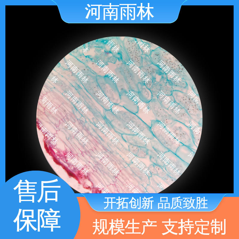 雨林教育工程 实验标本 颜色鲜亮 可后期加工 个性化定做