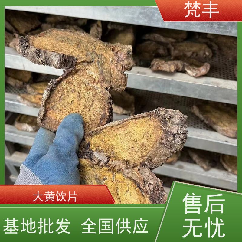 梵丰 大黄驯化 中药材苗容易种活 欢迎来电洽谈