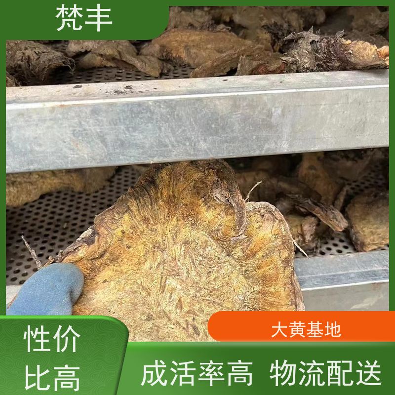 梵丰 大黄基地 中药材苗容易种活 欢迎来电洽谈