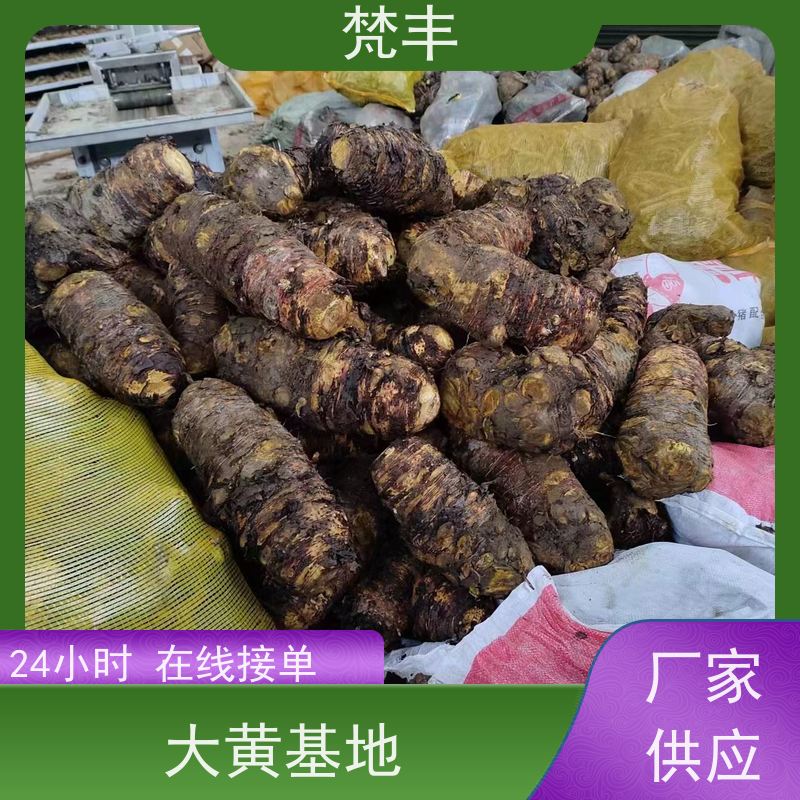 梵丰 大黄驯化苗 抗虫害全国发货 库存充足 厂家供应