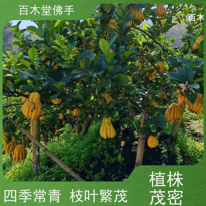 百木堂 金佛手苗 观赏植物 附加值高 园林景区栽植