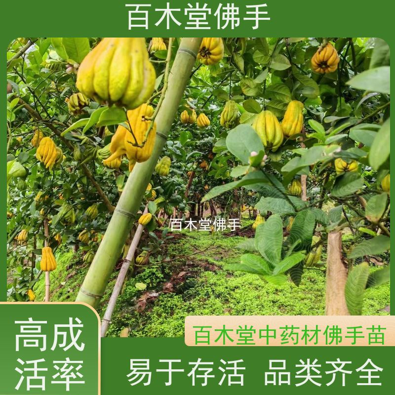 百木堂 金佛手苗 适用性强 规格齐全 园林景区栽植