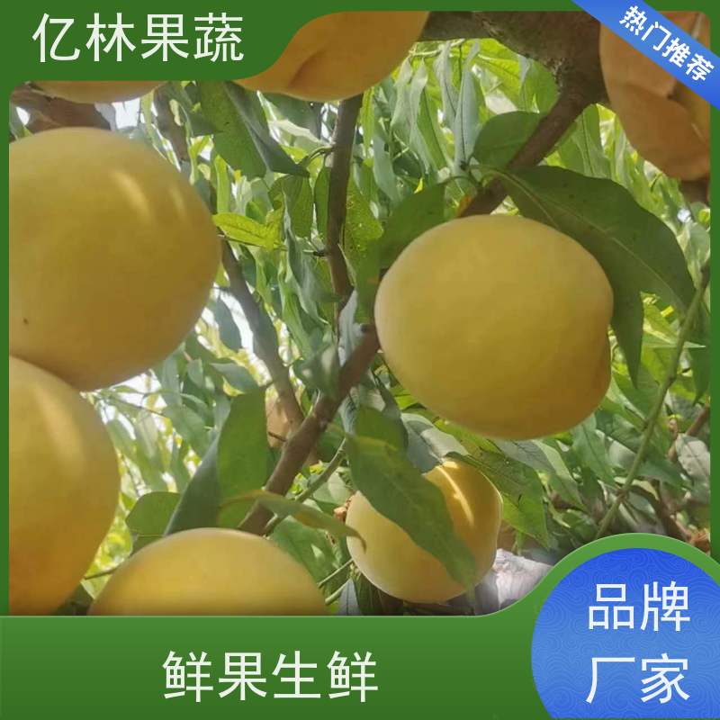 亿林苗木 秋彤桃 特产果树桃幼苗 易栽培桃树苗