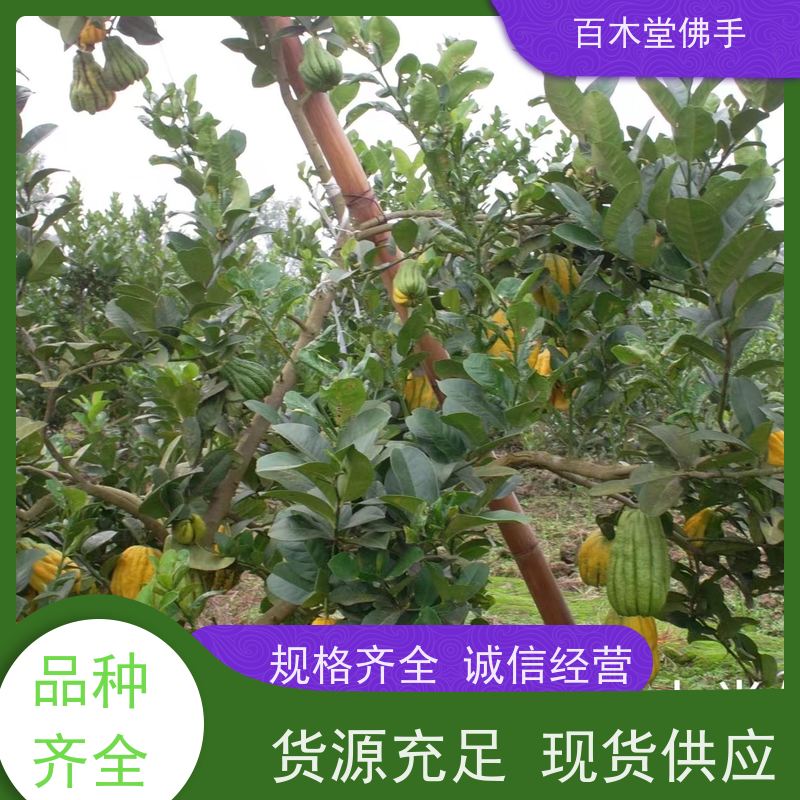 百木堂 万 州佛手 生长环境适应性强 用于室内外盆景
