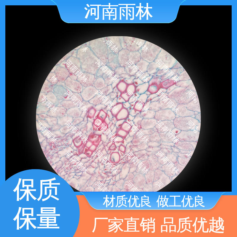 细胞清晰 实验标本 个性化定做 可提供材料 雨林教育工程