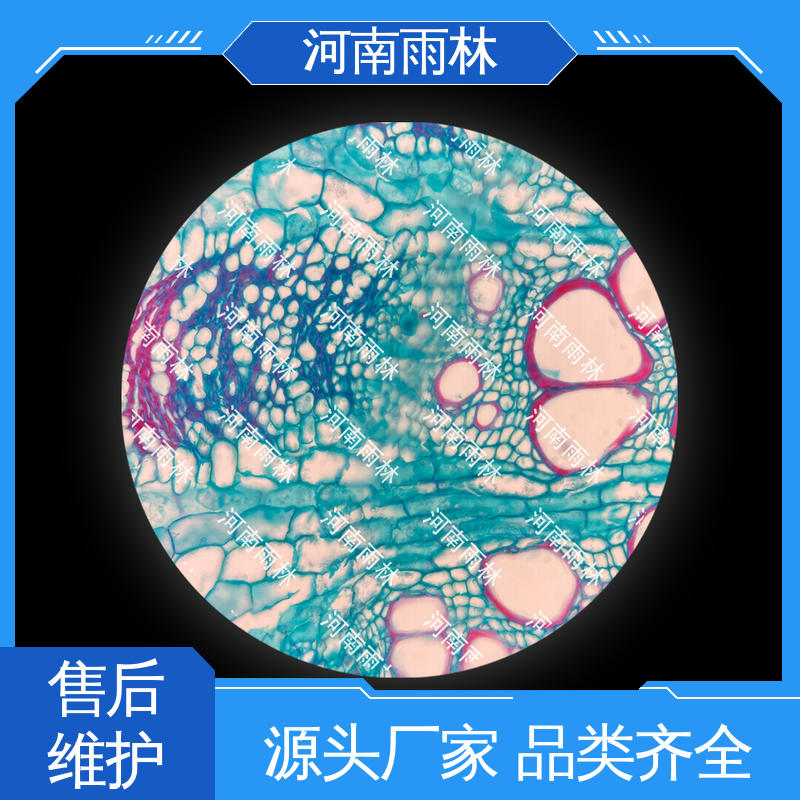 个性化定做 质量优 细胞清晰 实验切片 雨林教育工程