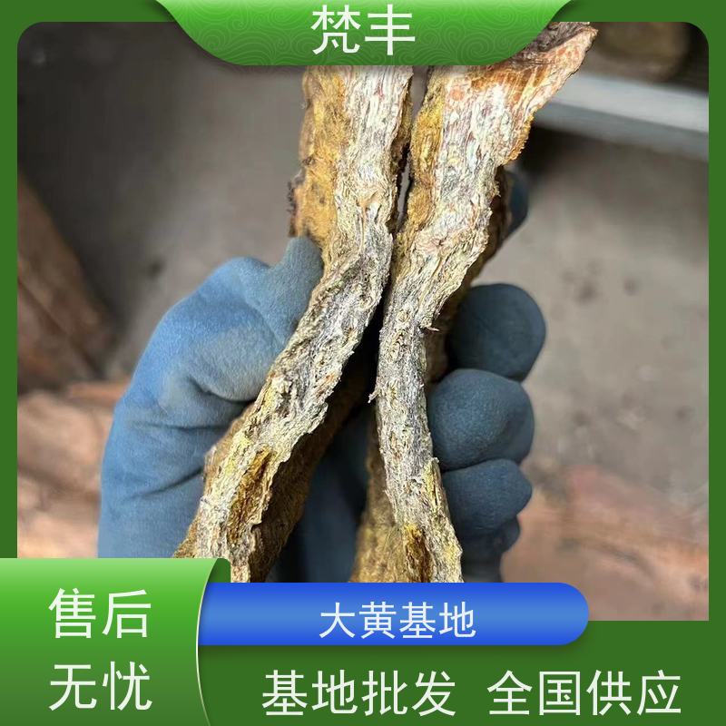 梵丰 大黄育苗 原产地 种植基地 库存充足 成活率高