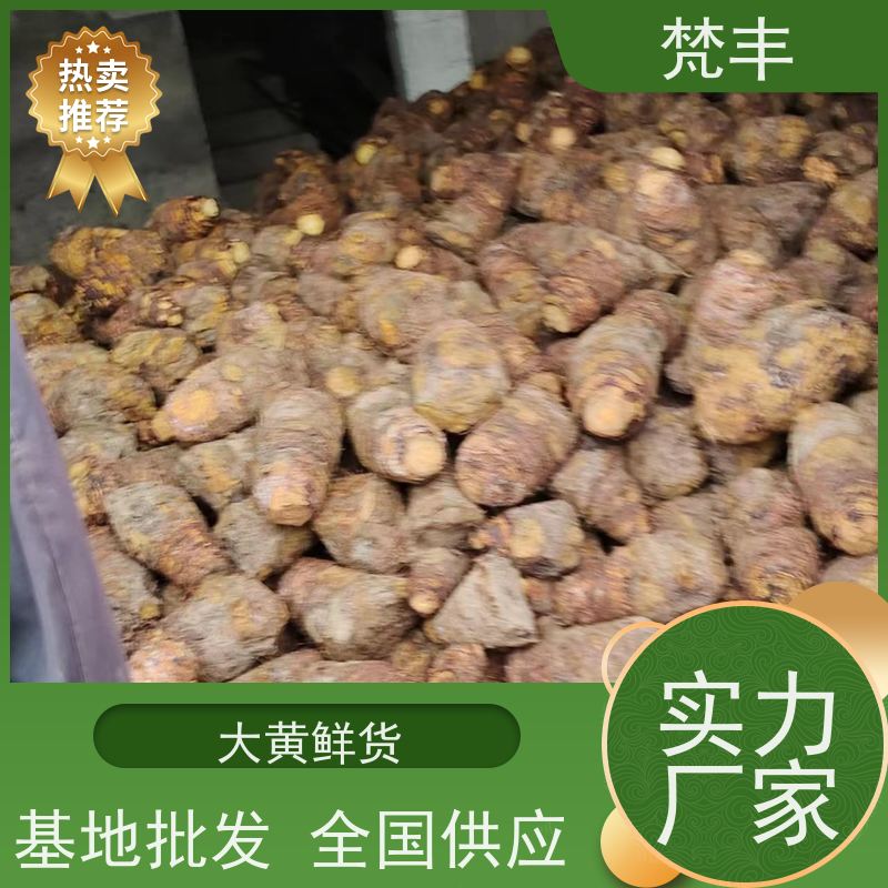 梵丰 马蹄大黄苗 手选大片原材料 库存充足 切片加工