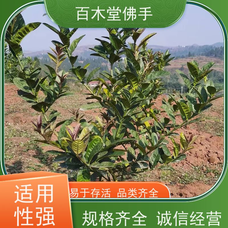 百木堂 川佛手苗种植技术 产量高 造型优美 易成活 园林景区栽植