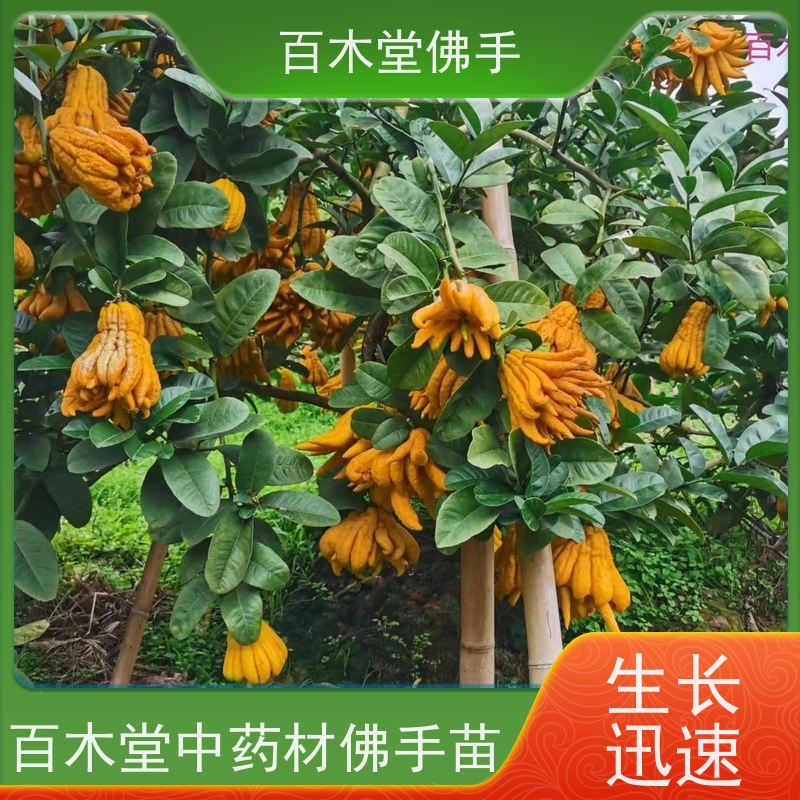 百木堂 广佛手苗种植技术 树形丰富 成活率高 道路绿化行道苗