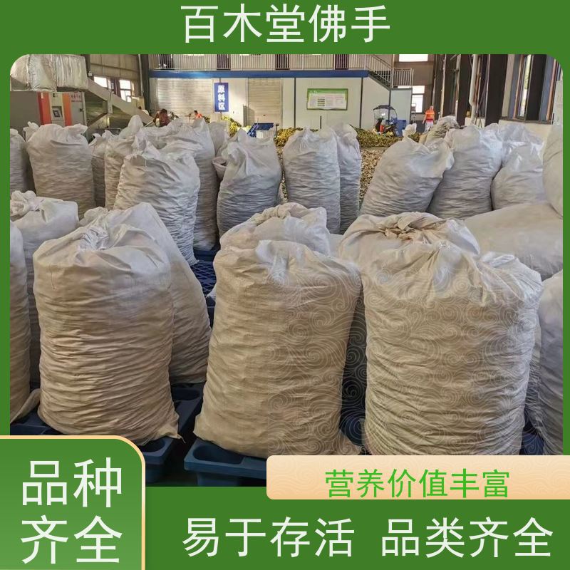 百木堂 金 佛手 观赏植物 附加值高 道路绿化行道苗