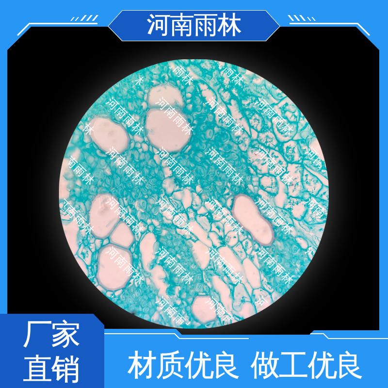 雨林教育工程 售后无忧 病害标本 颜色鲜亮 支持定制