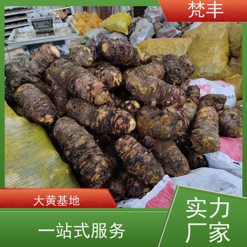 梵丰 大黄种子 中药材苗容易种活 库存充足 厂家供应