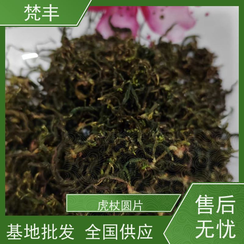 梵丰 虎杖管理方法 现挖 好种 易成活 库存充足 厂家供应