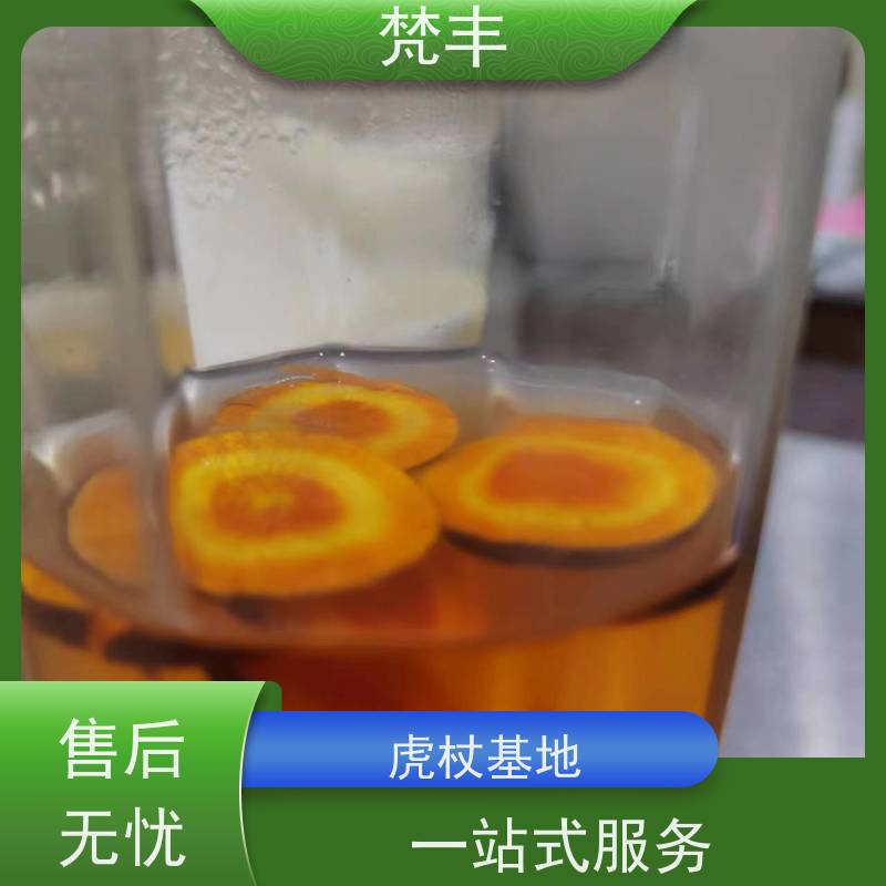 梵丰 虎杖用途 中药材苗容易种活 长期供应 诚信经营