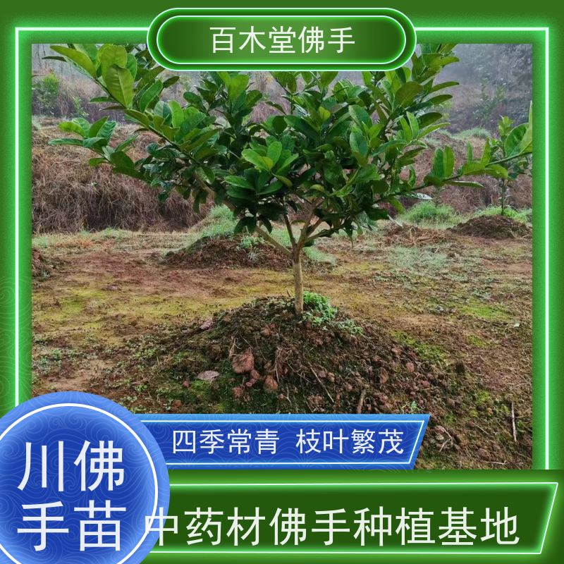 百木堂 金佛手苗 生长环境适应性强 中药材种植基地 