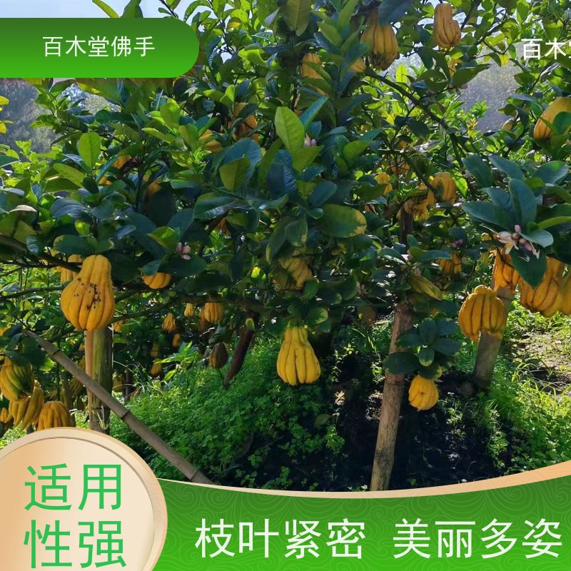 百木堂 金佛手苗 观赏植物 附加值高 种苗基地直供