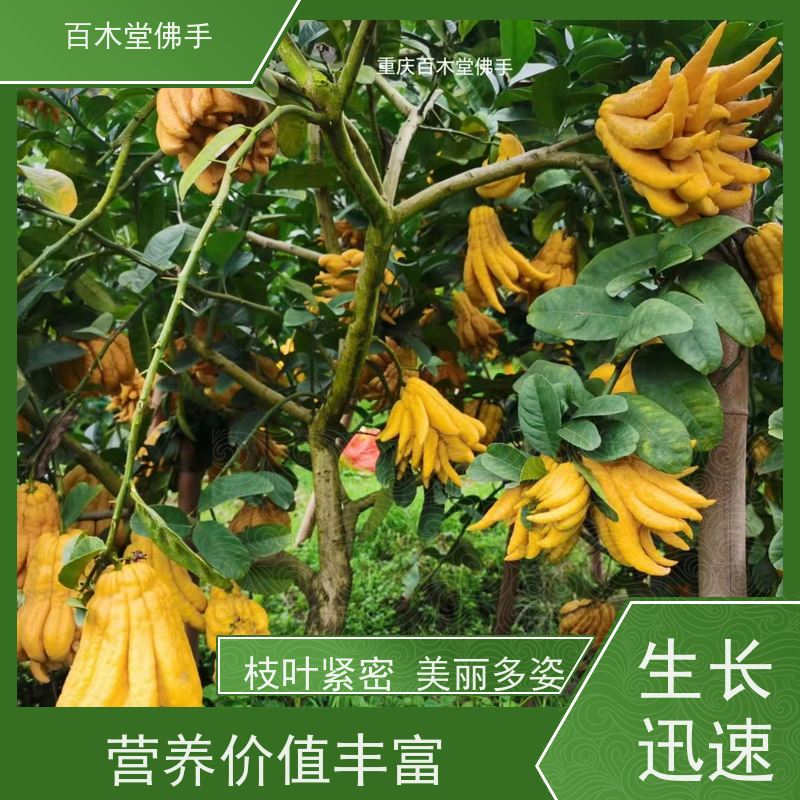 百木堂 广佛手苗种植技术 枝叶紧密 美丽多姿 植株茂密 用途广泛