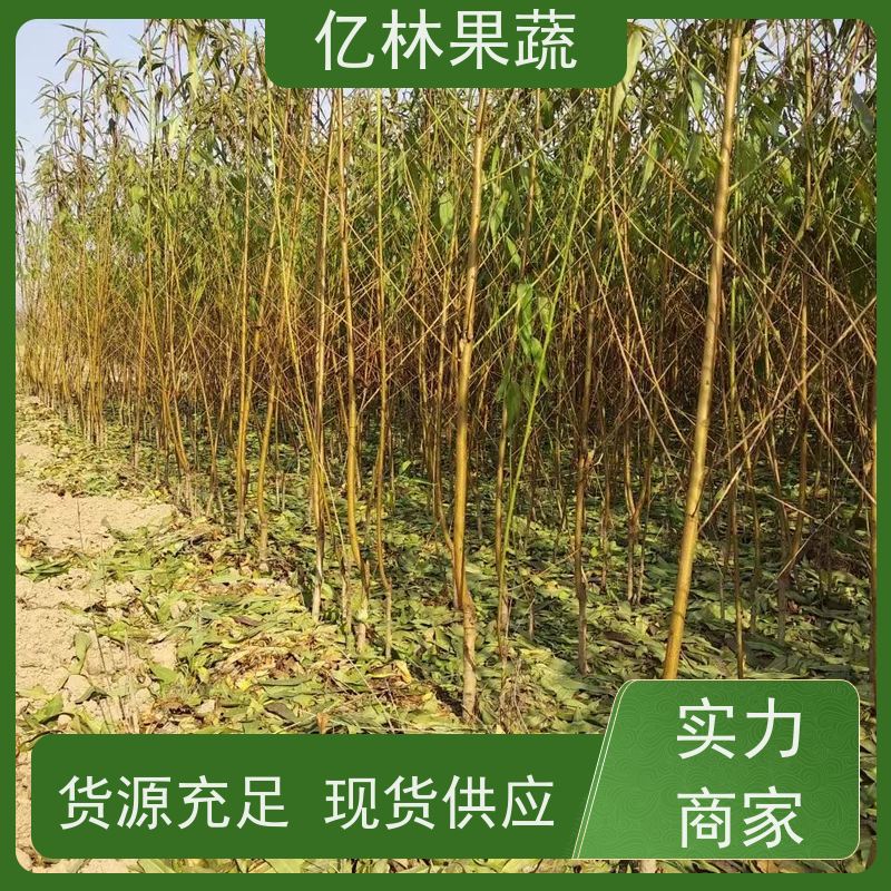 亿林苗木 园林嫁接桃苗 现挖现发 口感香甜 根系饱满成活率高