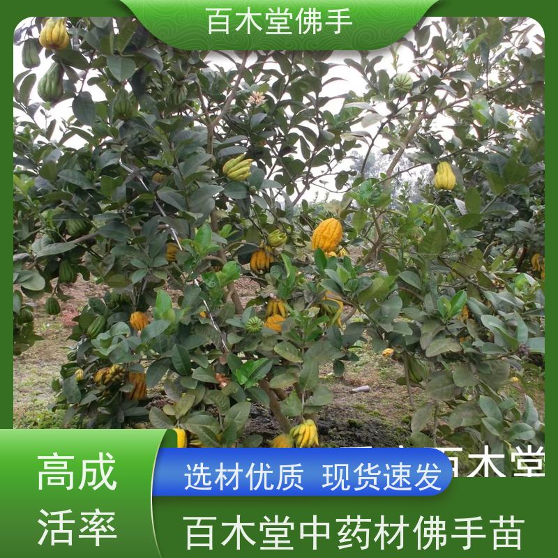 百木堂 佛手柑苗基地 树形丰富 成活率高 生长迅速