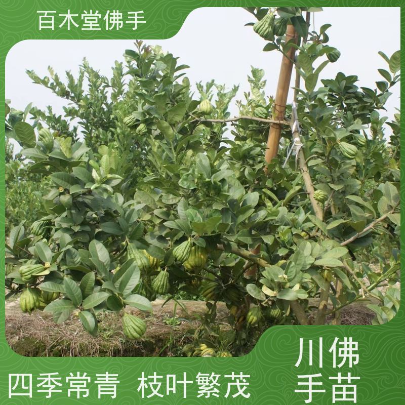 百木堂 万 州佛手 造型优美 易成活 用于庭院装饰