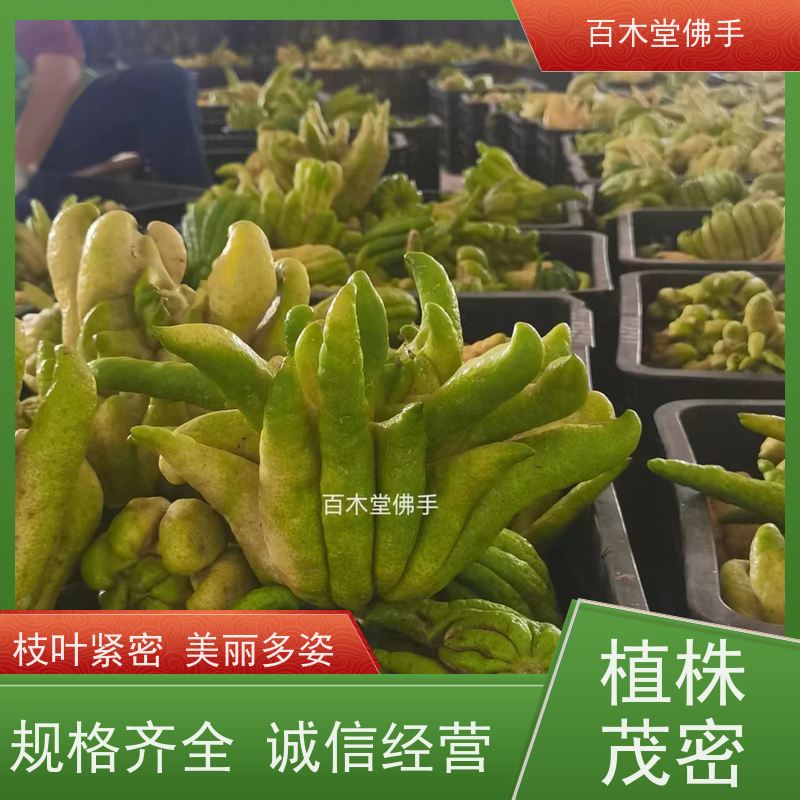 百木堂 重庆佛手 树形丰富 成活率高 道路绿化行道苗