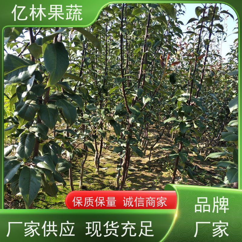 基地培育 桃树苗 新品种挑苗 香甜可口 根系饱满成活率高
